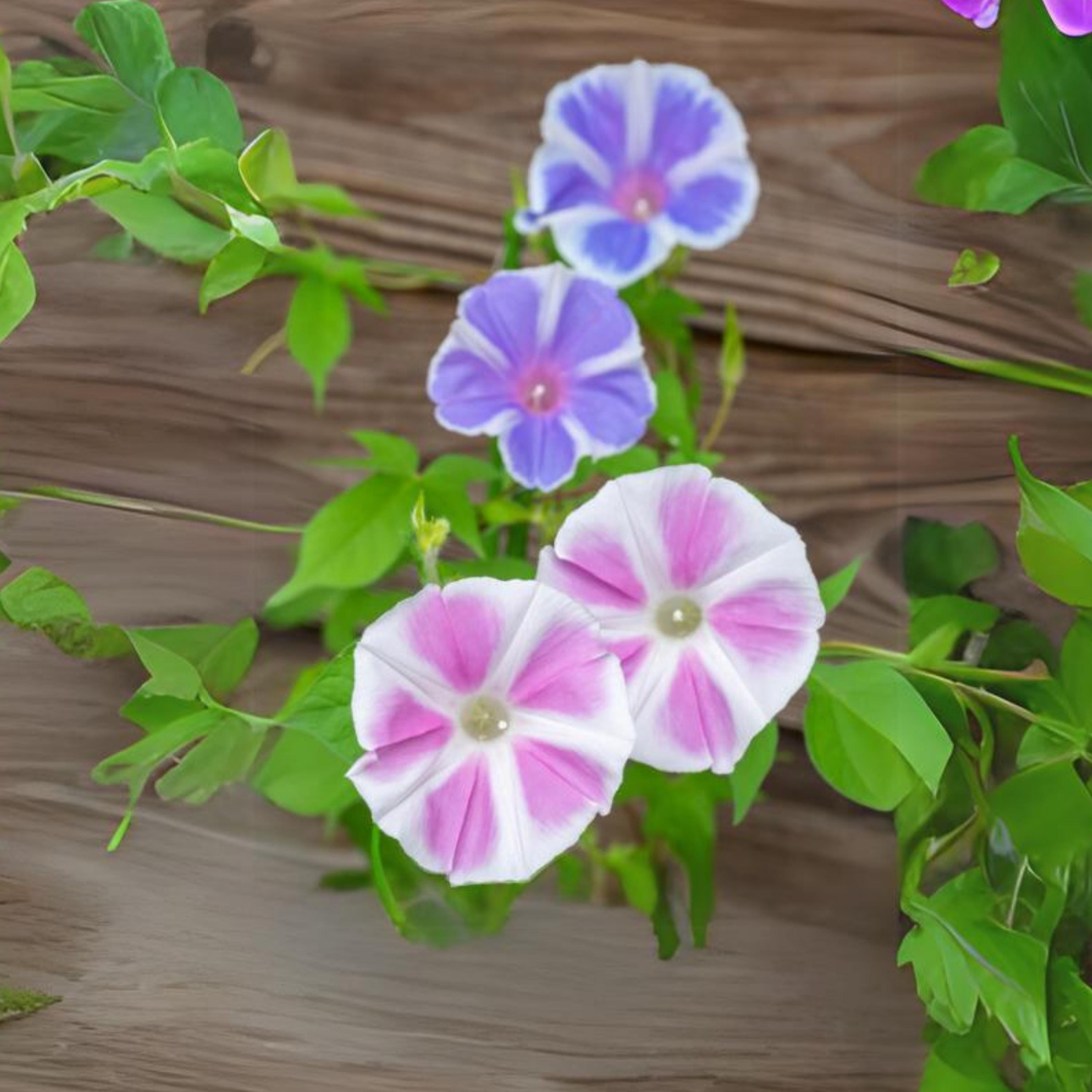 Mt. Fuji Mix Japanese Morning Glory Seeds - Fast Growing, Climbing