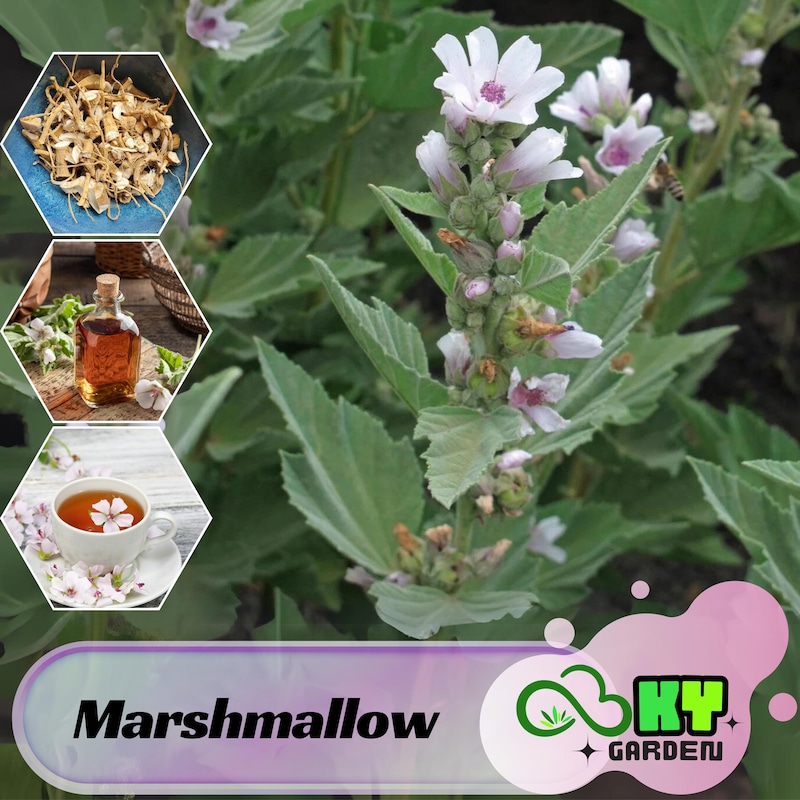 Masmellow Root Marshmallow Root - Etsy