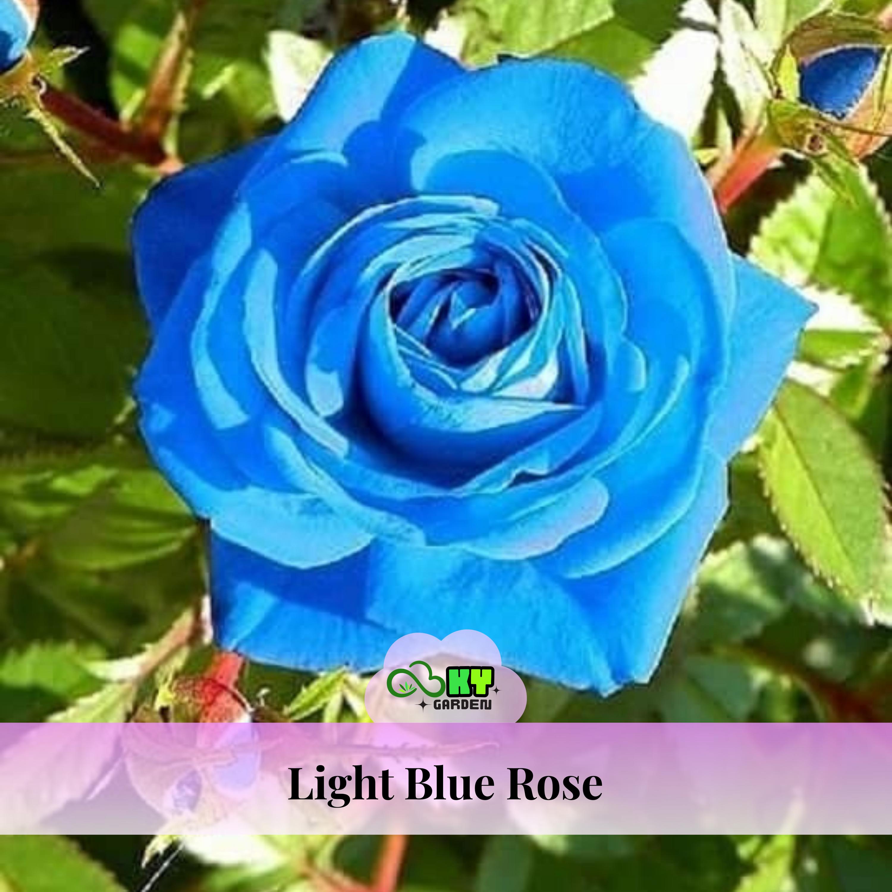 15s|light Blue Rose Seeds , Open-pollinating, Deciduous, Beautiful