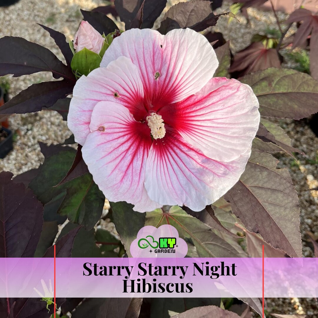 Starry Night Spring Starry Starry Night Hibiscus Seeds - Edible, Cold Resistant, Showy ...