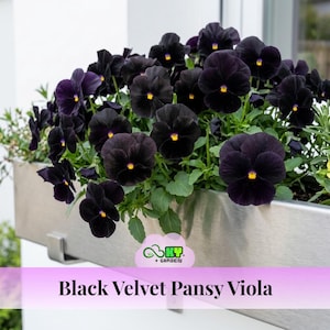 May include: A metal planter box overflowing with Black Velvet Pansy Viola flowers. The pansies are a deep, velvety black with bright yellow centers. The image includes the text "Black Velvet Pansy Viola" in a pink banner.