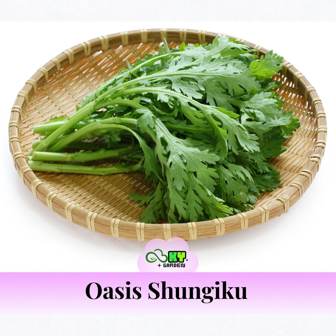 300 Tong Ho Seeds: Shungiku Garland Chrysanthemum Vegetable Seeds