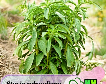 Stevia rebaudiana Seeds – Natural Sweet Leaf Plant for Home Garden |  Sugar Substitute | Easy to Grow Herb Seeds - 25s - New 5-16