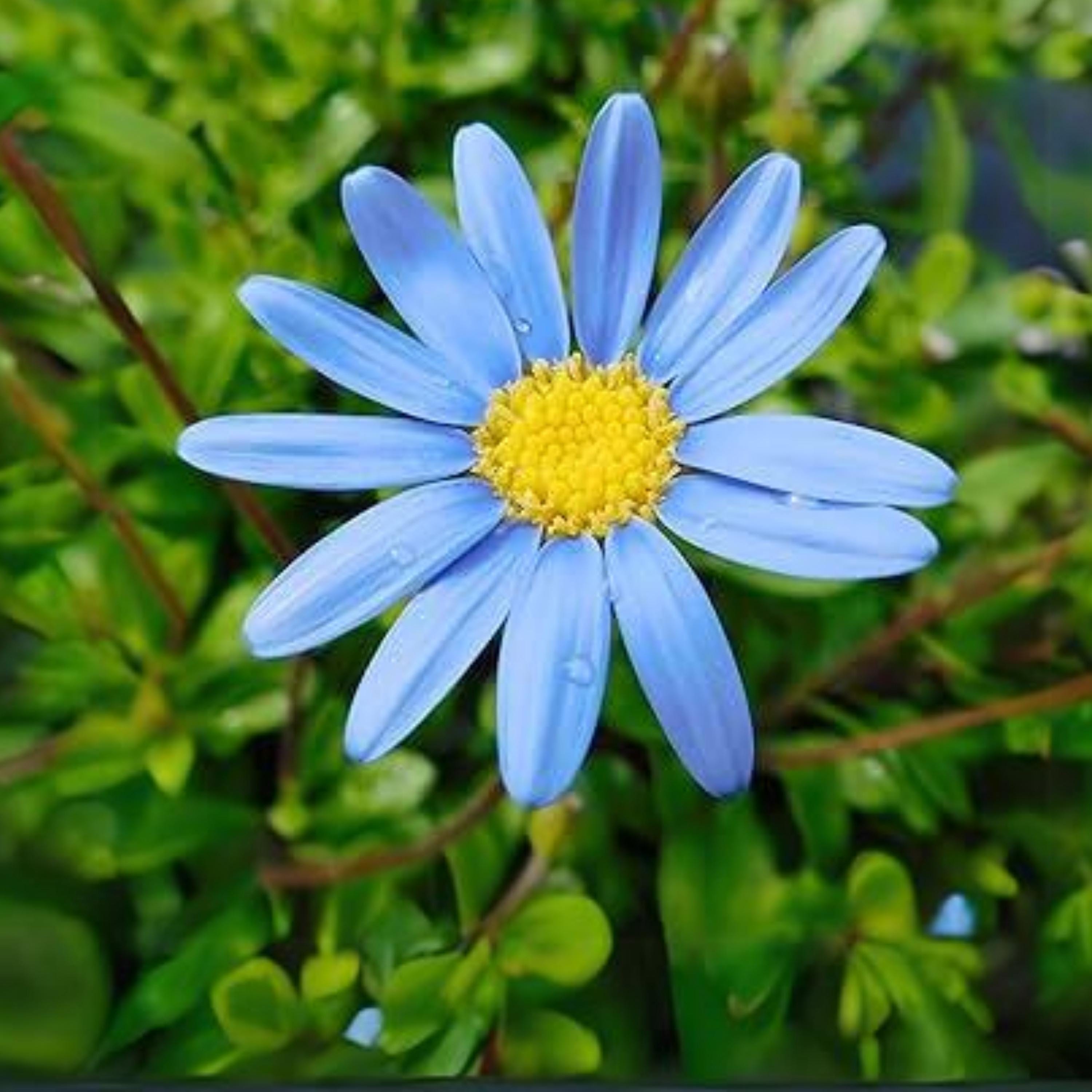 Blue Felicia Daisy Seeds - Showy Blooms, Attracts Pollinators