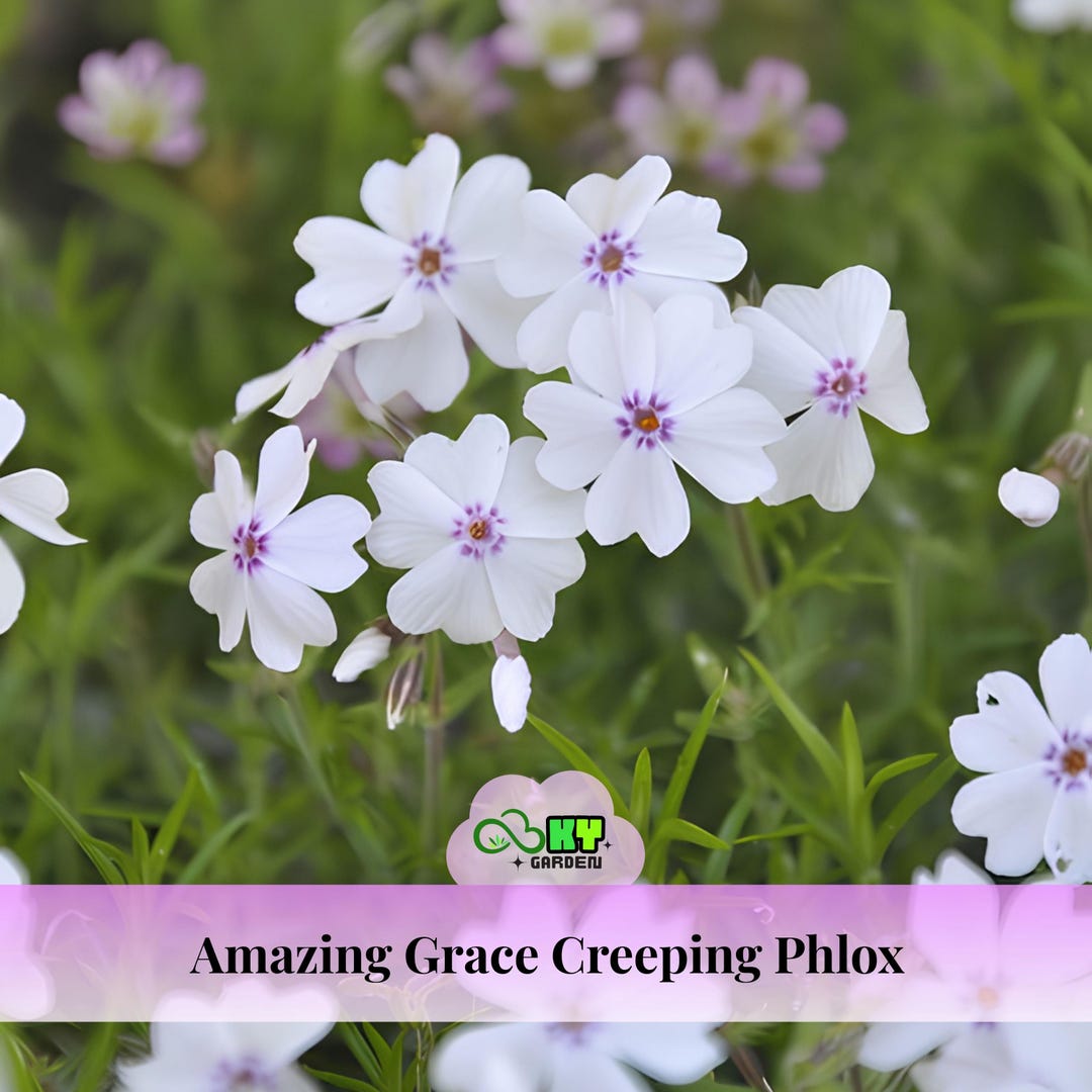 Amazing Grace Creeping Phlox Seeds - Cold Resistant -drought