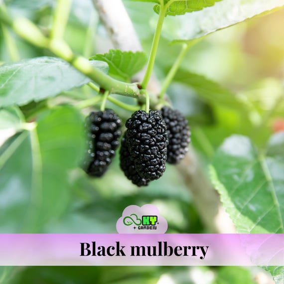 Black Mulberry Seeds - Morus Rubra - Hardy Fruit Tree Seeds - Sweet Juicy Berries - Easy to Grow - Edible Garden- USA Seller- 15s - New 5-21