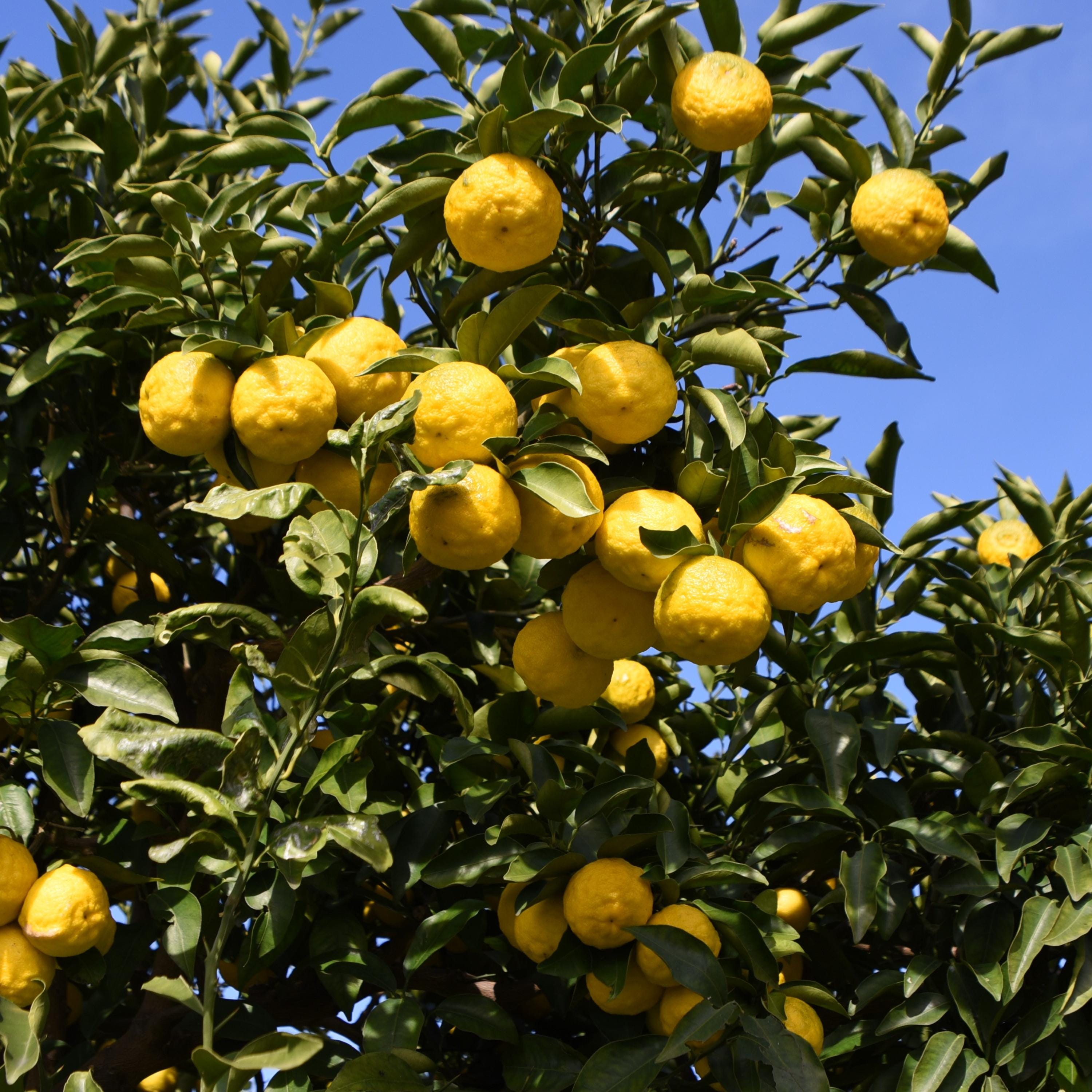 Yuzu Citrus Seeds – Fragrant Lemon Tree Seeds – Japanese Yuzu