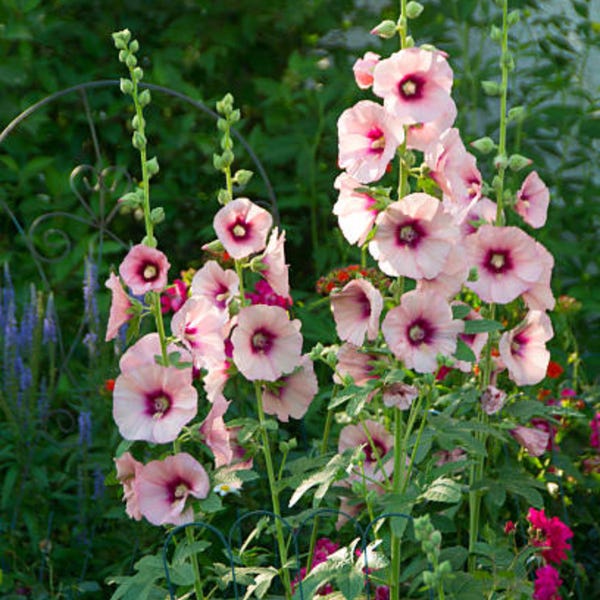 Hollyhock 'Halo Apricot' Seeds - Showy Blooms, Tall Flower Spikes, Attracts Pollinators, Drought Tolerant, Plant in Spring/Fall