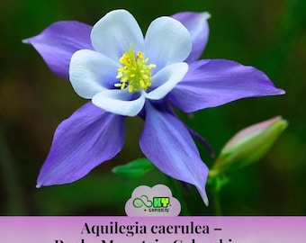 Blue Rocky Mountain Columbine Seeds - Cold Resistant - Deciduous - Potted - Attracts pollinators - Plant in Late Summer to Early Fall