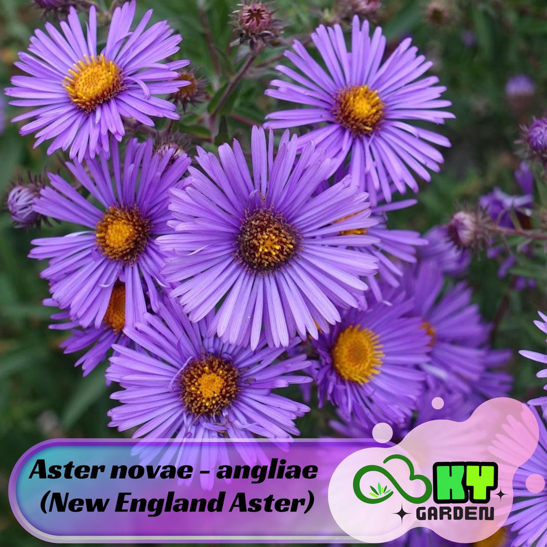 Aster Novae Angliae new England Aster Seeds Soft Yellow Flowers ...