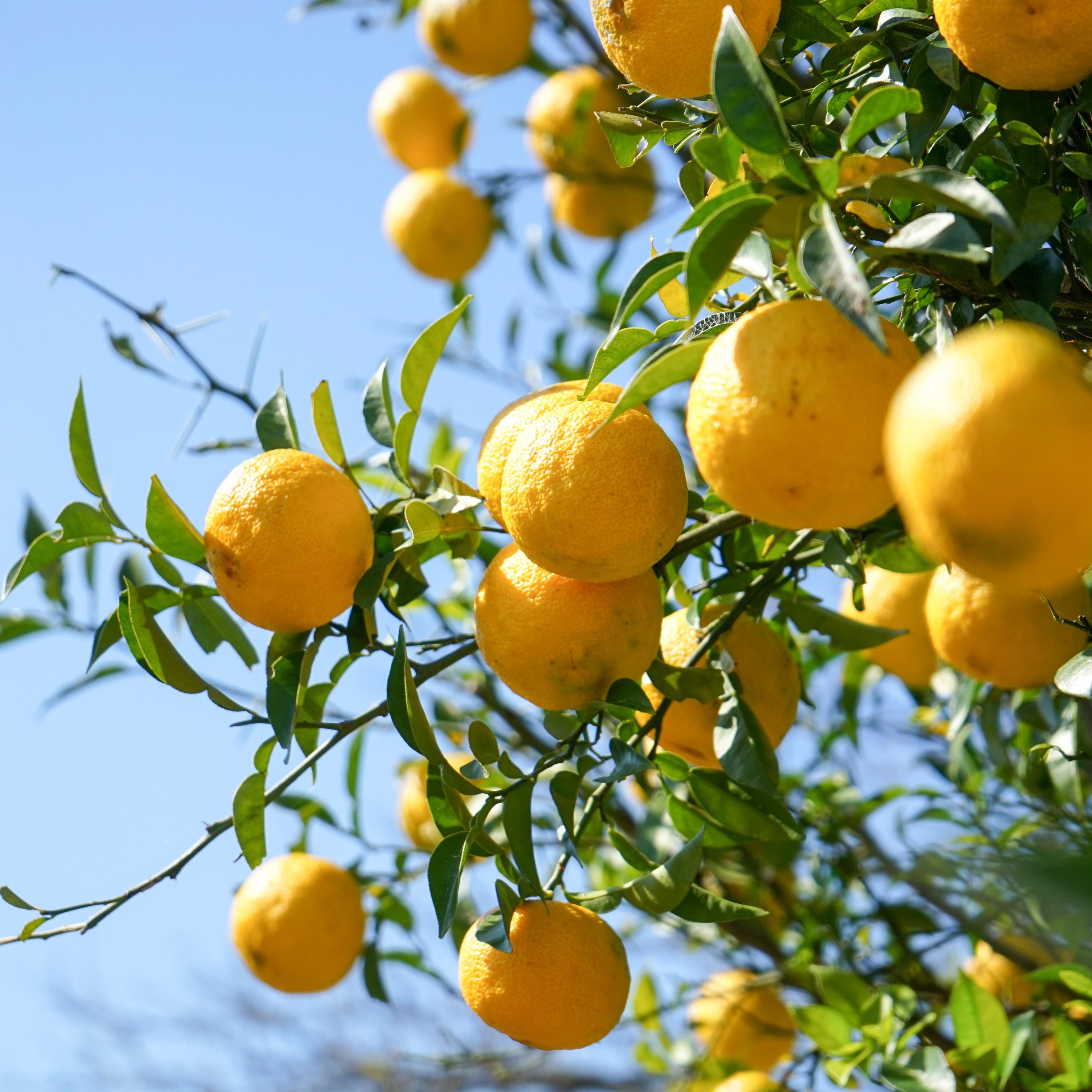 Yuzu Citrus Seeds – Fragrant Lemon Tree Seeds – Japanese Yuzu