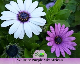 White & Purple Mix African Daisy Seeds - Attracts Pollinators, Drought Tolerant, Fast Growing, Low Maintenance - Plant in Spring/Fall