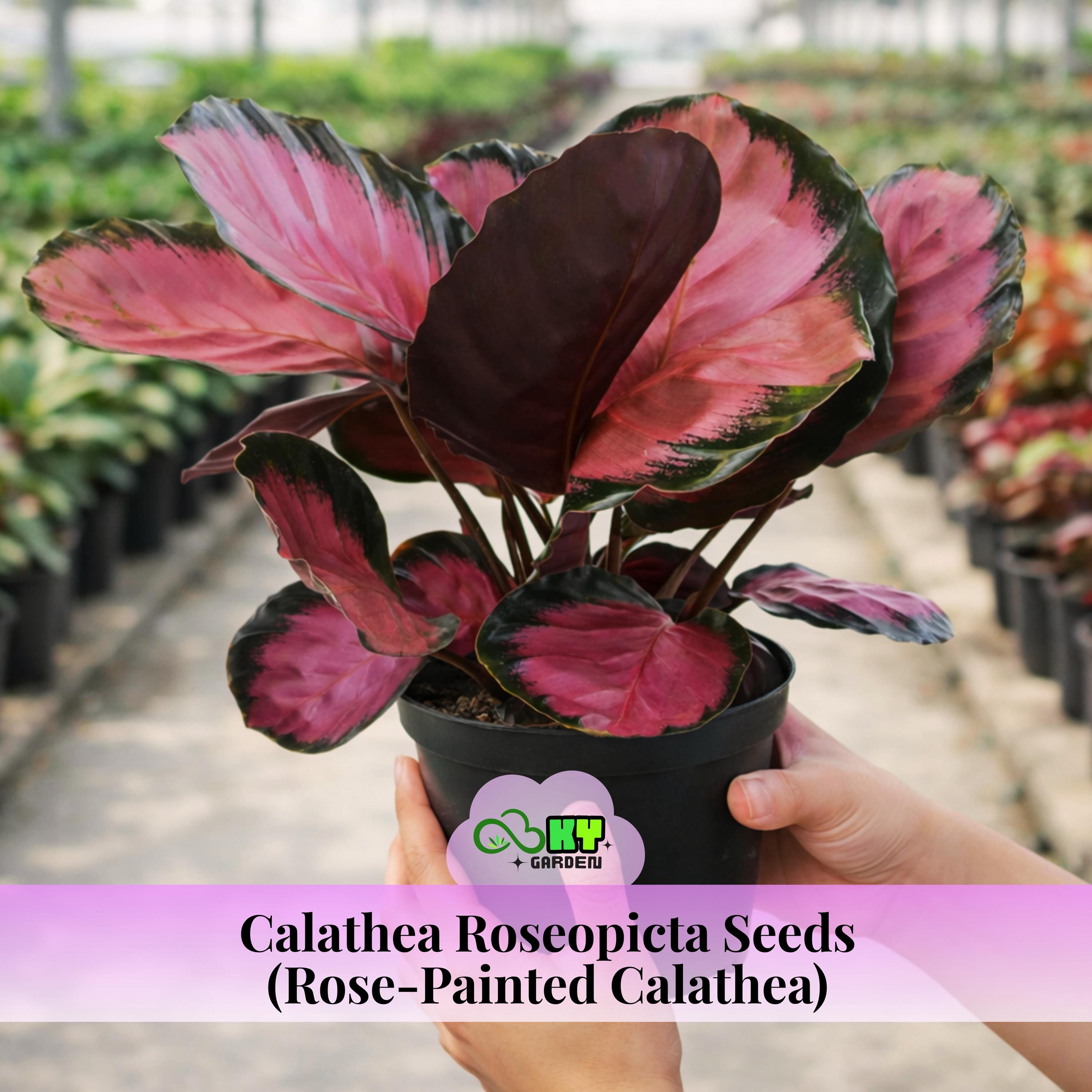 where to buy cactus near me Cowboy Cactus - Euphorbia acrurensis