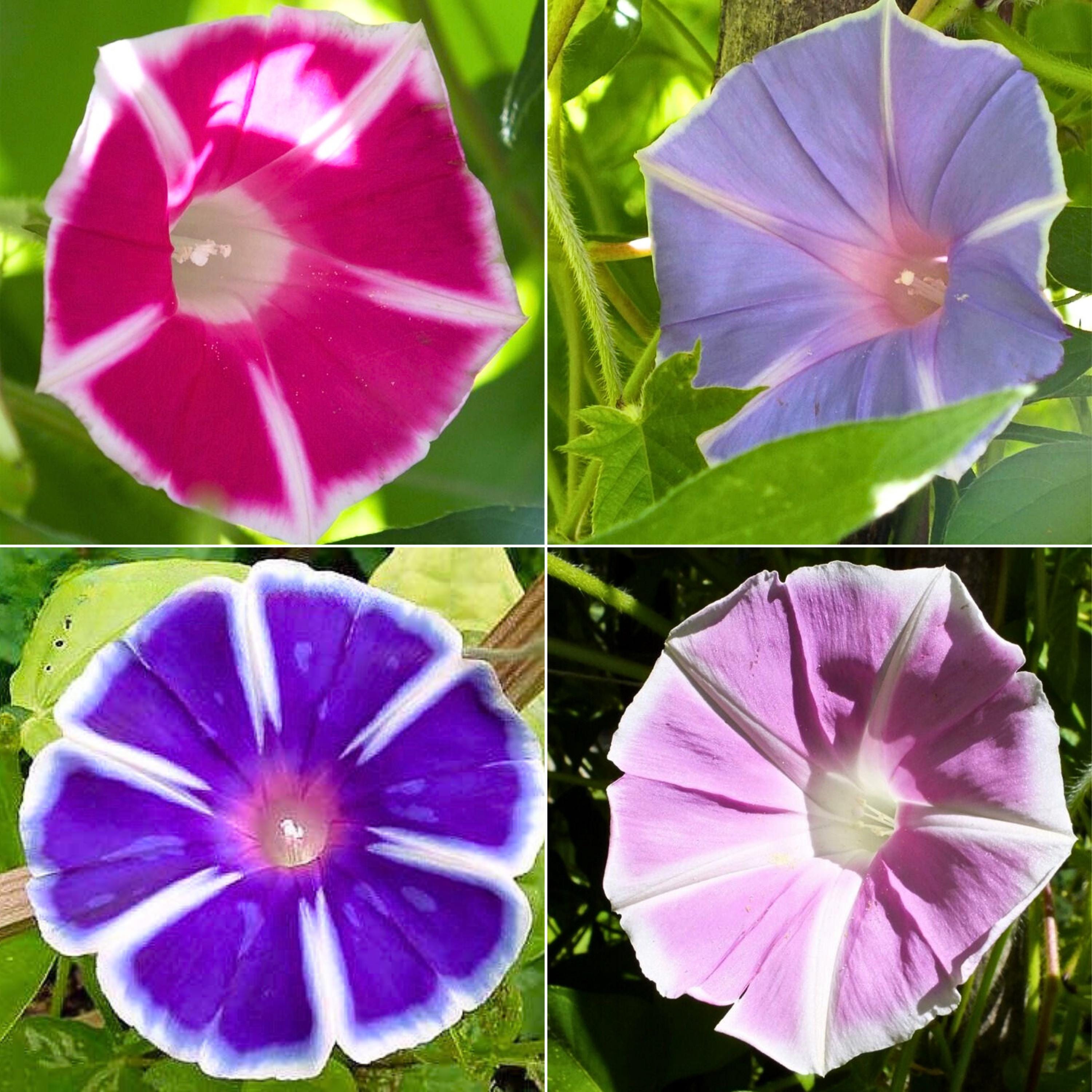 Mt. Fuji Mix Japanese Morning Glory Seeds - Fast Growing, Climbing