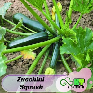 May include: Close-up of green zucchini squash growing in a garden. The zucchini are long and slender, with dark green skin. The plant has large, green leaves.