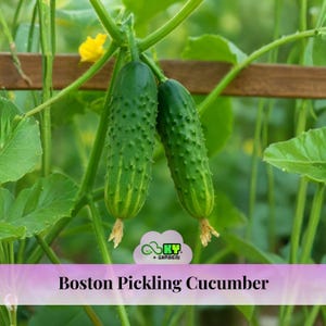 May include: Two green Boston Pickling cucumbers hang from a vine, showcasing their bumpy texture and yellow-green stripes. The image includes the text "Boston Pickling Cucumber" and a logo. The cucumbers are surrounded by green leaves and vines.