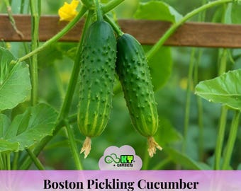 Boston Pickling Cucumber Seeds - Heirloom Pickling Variety - Crisp Short Green Fruit - High Yield Vigorous Vines - Easy Garden Grow