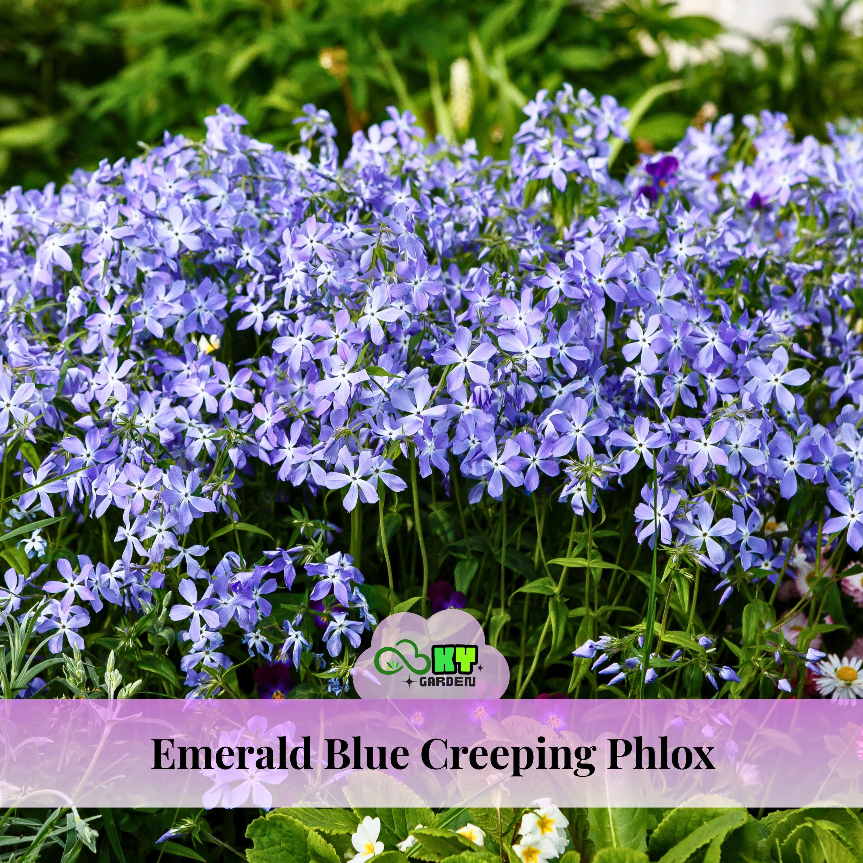 Emerald Blue Creeping Phlox Seeds - Cold Resistant -drought
