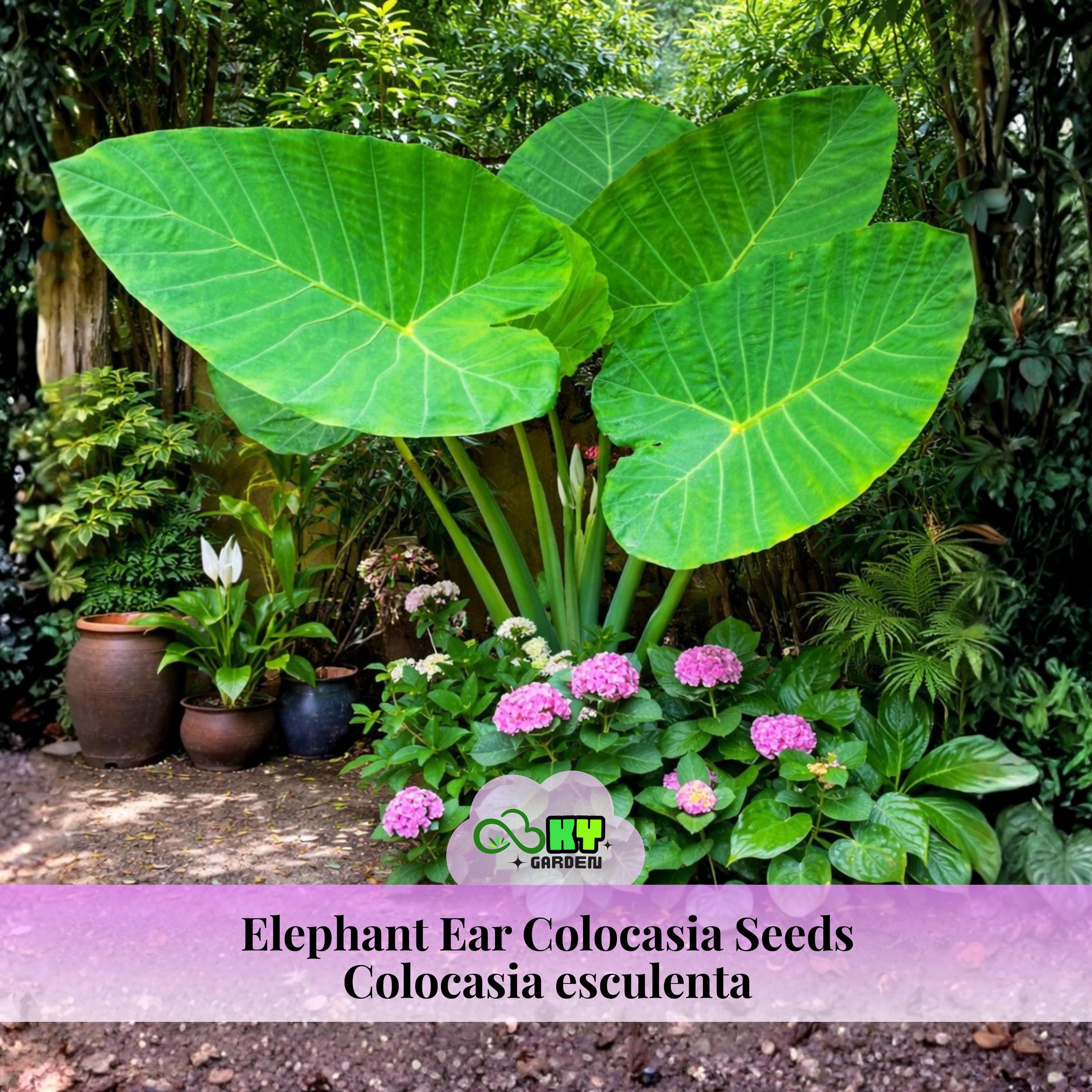 Colocasia Esculenta Seeds  Elephant Ear Plant  Giant Tropical Leaves   Lush Green Foliage  Fast Growing Garden Plant - Etsy