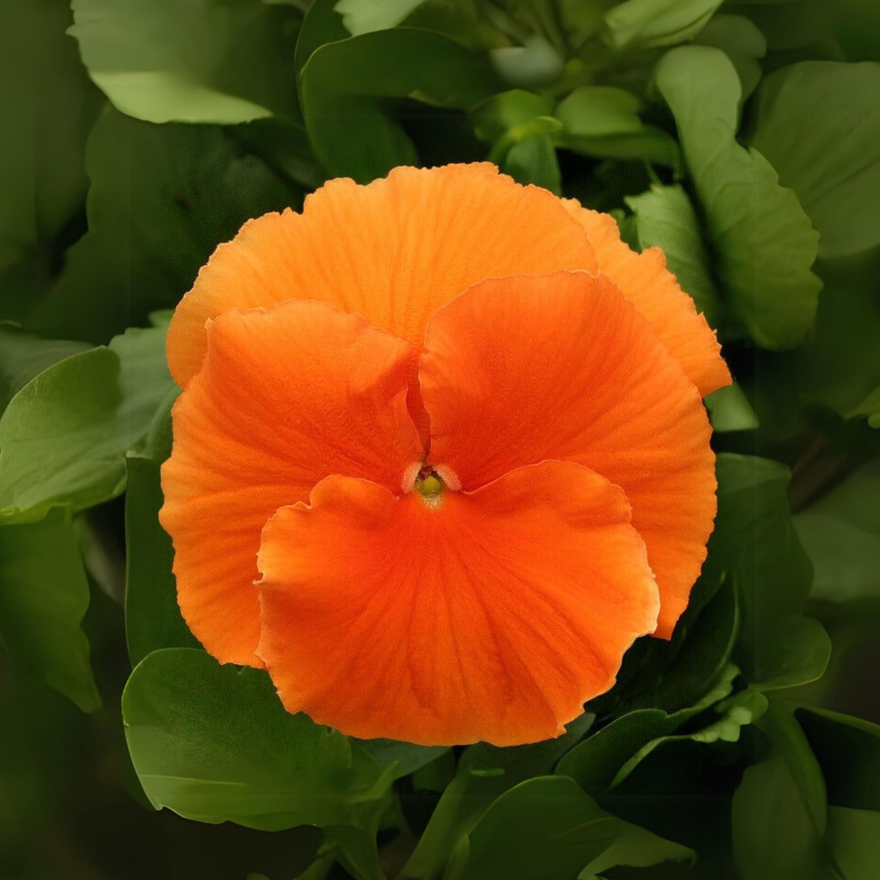 Orange Sun Pansy-viola X Wittrockiana Swiss Giant Seed - Cold