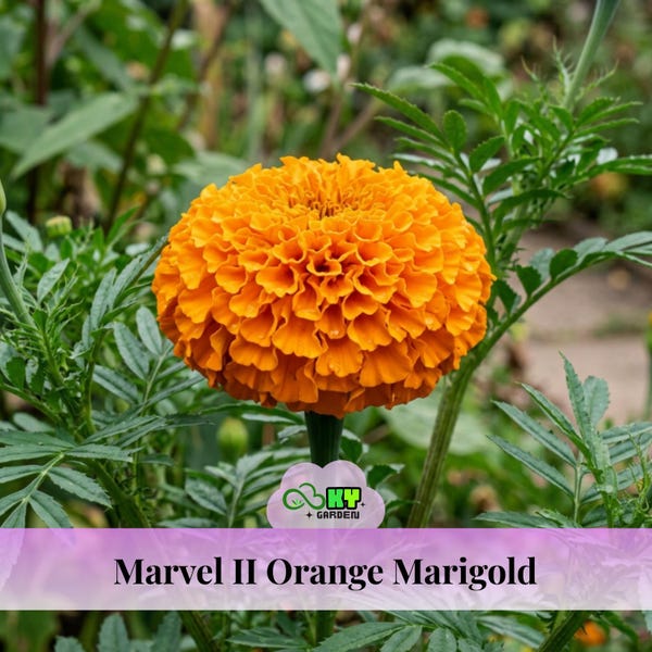 Marvel II Orange Marigold Seeds - Edible -Open-Pollinating -Potted -Draft Resistant -Cold Resistant -Dwarf - Plant in Spring/After frost