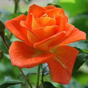 15s|orange Hybrid Tea Rose Seeds , Open-pollinating, Deciduous ...