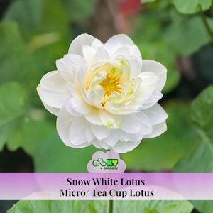 Snow White Micro Lotus Seeds – Nelumbo nucifera – Tea Cup White Lotus – Mini Aquatic Pond Plant