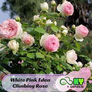 15s|White Pink Eden Climbing Rose Seeds – Cold Resistant, Open-Pollinating, Beautiful Blooming Flowers –Planting in Fall/Early Spring