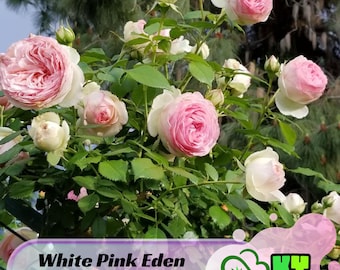 15s|White Pink Eden Climbing Rose Seeds – Cold Resistant, Open-Pollinating, Beautiful Blooming Flowers –Planting in Fall/Early Spring