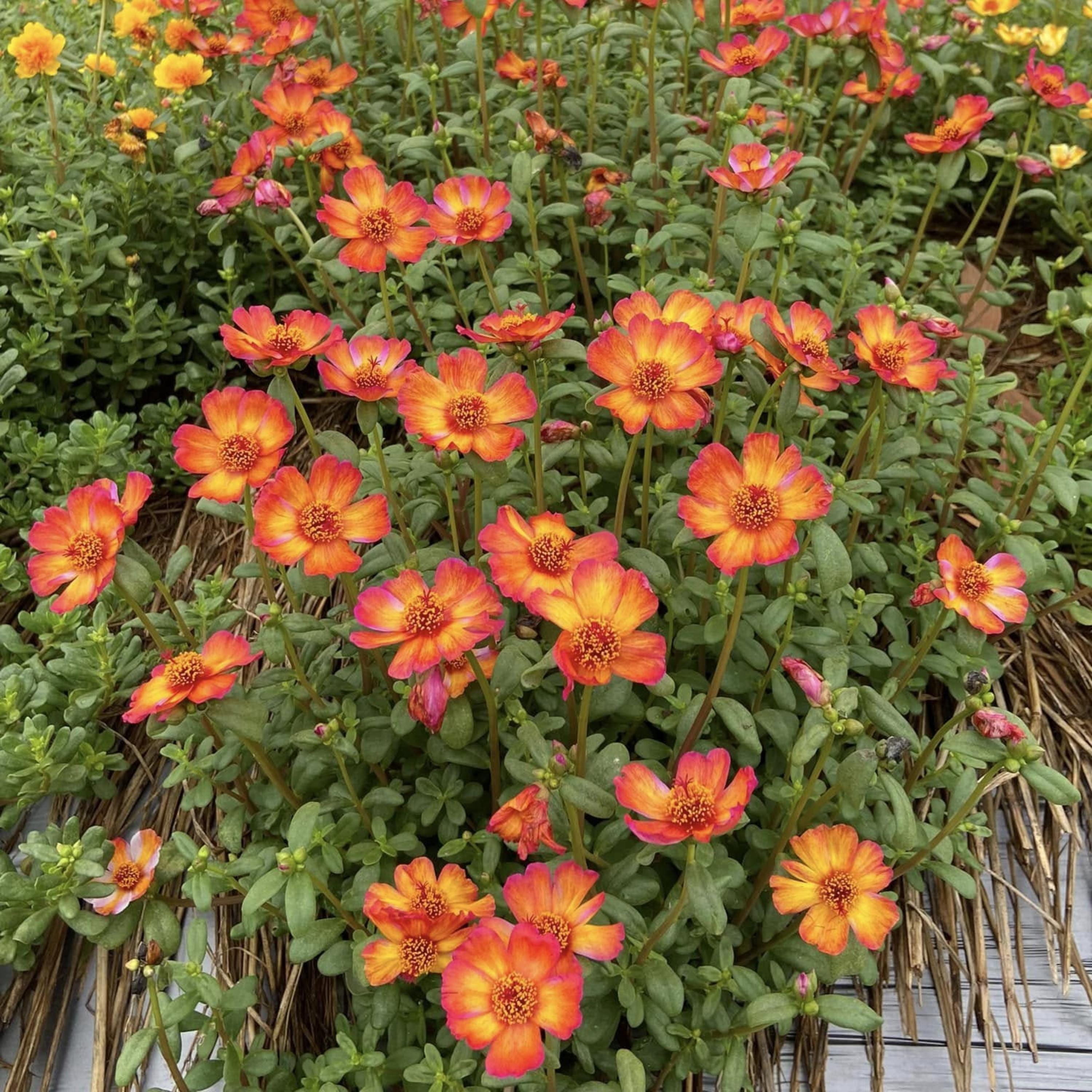 Sunset Flame Moss Rose (portulaca Grandiflora) Seeds - Low