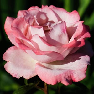 White Pink Hybrid Tea Rose Seeds - Perennial, Cold Resistant, Open ...