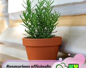 Rosmarinus officinalis - Rosemary Seeds - Edible, Drought Tolerant, Evergreen,  Uses, Attracts Pollinators, Plant in Spring/Fall