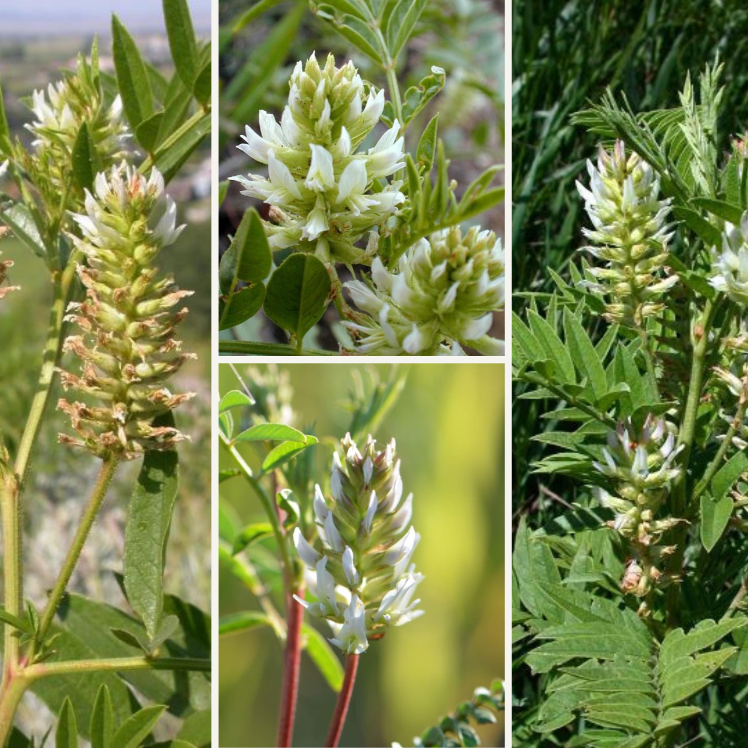 American Licorice Seeds - Edible Roots, Nitrogen Fixer, Attracts  Pollinators, Drought Tolerant, Uses - Plant in Spring/fall - Etsy