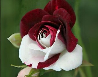 15s|zampa Dust Rose Seeds , Cold Resistant, Open-pollinating