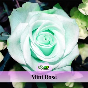 15s|Mint Rose Seeds  , Cold Resistant,Open-Pollinating, Deciduous, Beautiful Blooming Flowers – Planting in Late Fall/Early Spring