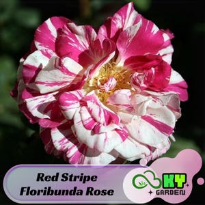 Red Stripe Floribunda Rose Seeds - Perennial, Open-Pollinating, Deciduous, Beautiful Blooming Flowers –Planting in Fall/Early Spring