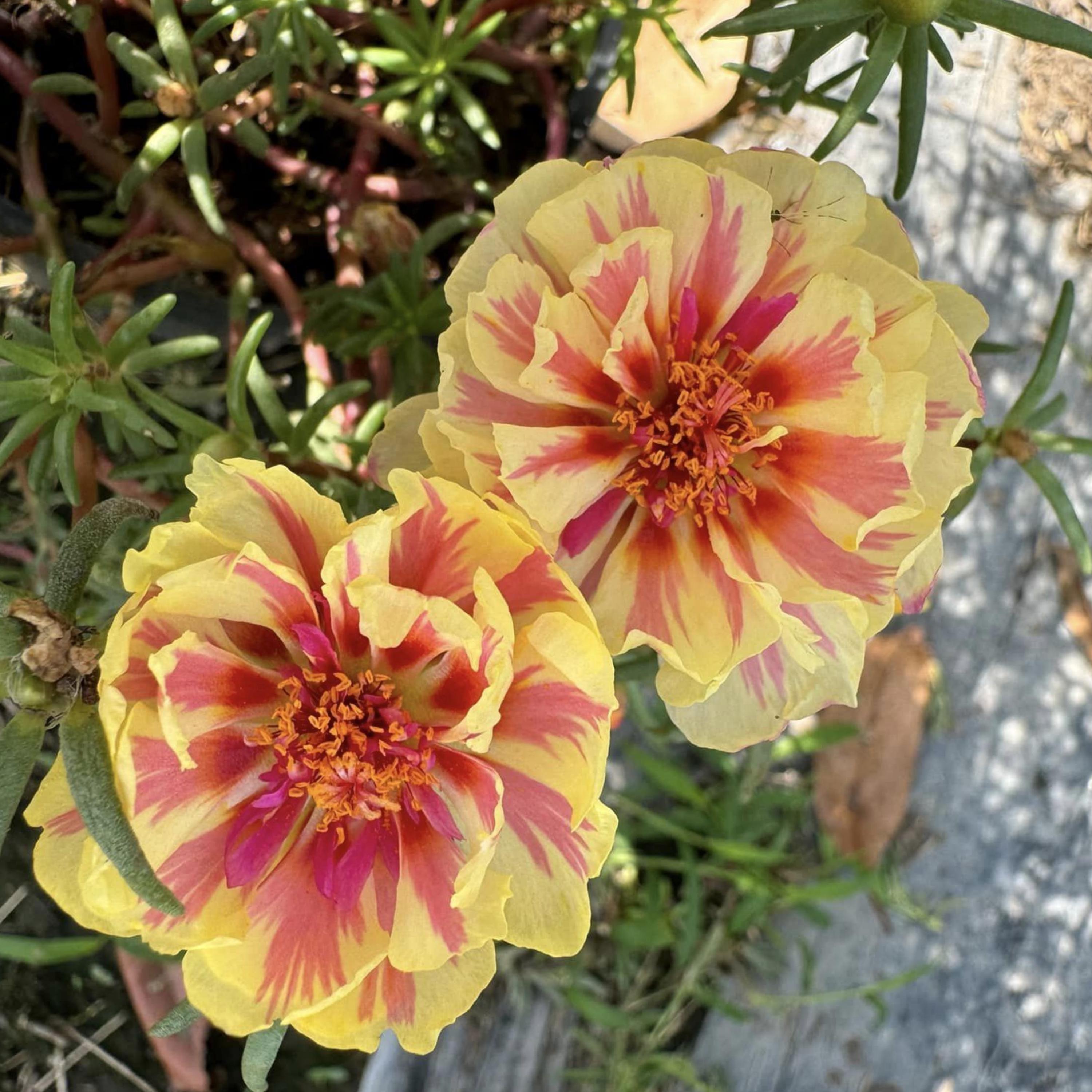Sunburst Moss Rose Seeds - Low Maintenance,ground Cover, Attracts