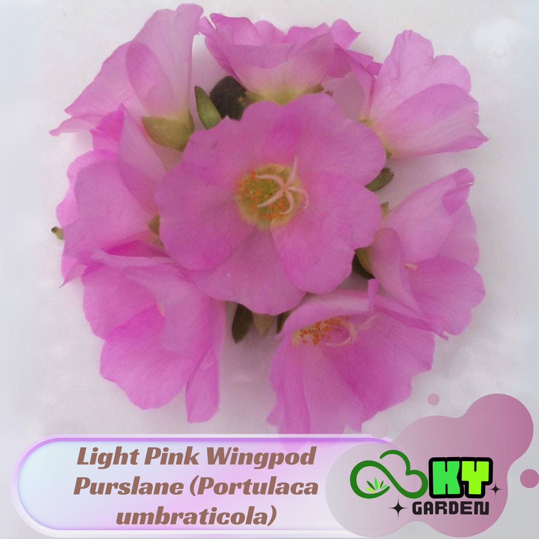 Light Pink Wingpod Purslane (portulaca Umbraticola) Seeds - Low ...
