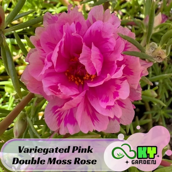 Variegated Pink Double Moss Rose Seeds - Low Maintenance,ground Cover,  Attracts Pollinators, Plant in Spring/summer - Etsy Israel