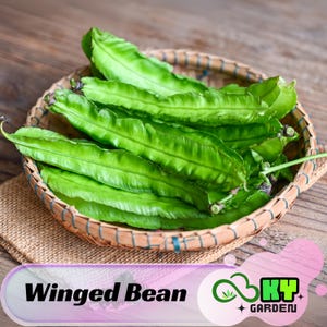 May include: A woven basket filled with bright green winged beans. The beans are arranged on a burlap cloth, with a wooden background. The image includes the text "Winged Bean" and a logo for "KY Garden".