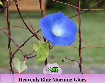 Heavenly Blue Morning Glory Seeds - Showy Blooms,Fast Growing, Climbing Vine,Attracts Pollinators, Drought Tolerant  -Plant in Spring/Summer