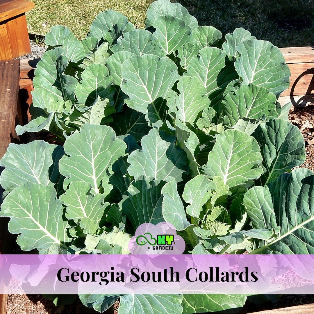 Georgia South Collards Seeds – Heirloom Variety – Large Tender Leaves ...