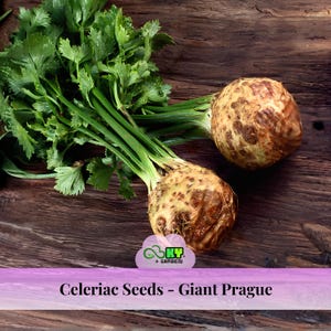 May include: Two celeriac roots with green leafy stalks, featuring a light brown, textured exterior. A logo with the text KY GARDEN is visible, along with the text Celeriac Seeds - Giant Prague printed at the bottom of the image.