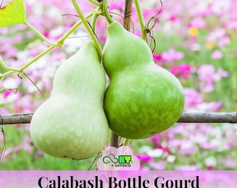 May include: Two light green calabash bottle gourds hanging from a vine on a wooden support. The gourds have a smooth, rounded, two-part shape. A logo with the text KY GARDEN is visible, and the text Calabash Bottle Gourd is at the bottom.
