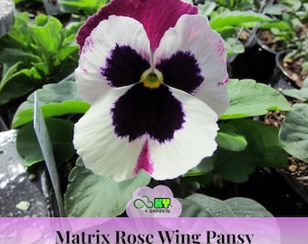 Matrix Rose Wing Pansy Seeds - Cold Resistant - Open-pollinating