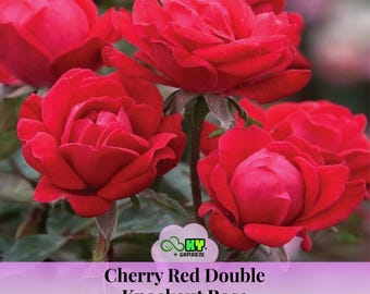 30 +seeds| Red Double Knockout Rose - Authentic Seeds - Perennial