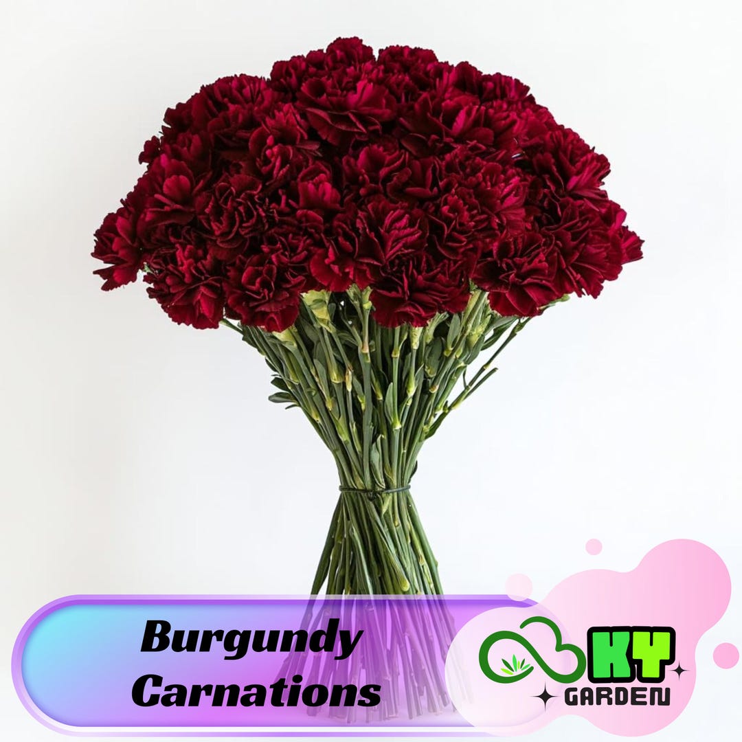 Burgundy Carnations Seeds - Showy Blooms, Compact Growth, Attracts ...