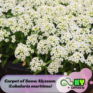 Carpet of Snow Alyssum (Lobularia maritima) Seeds - Cold Resistant - Open-Pollinating - Drought Tolerant - Plant in Early Spring #303