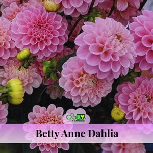Betty Anne Dahlia Seeds - Showy Blooms,Attracts Pollinators, Long Blooming Season, Vibrant Colors, Excellent Cut Flower, Plant in Spring