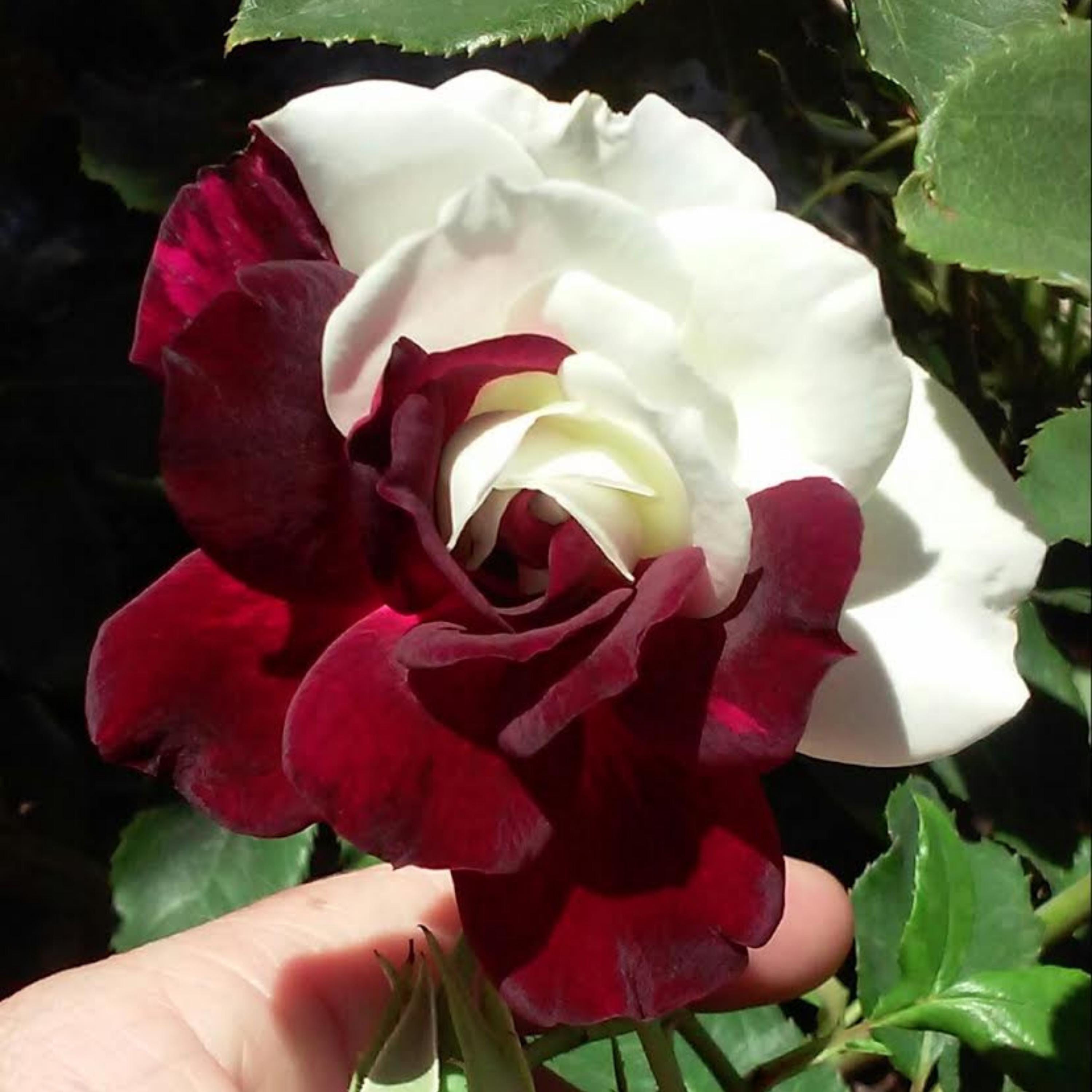 15s|zampa Dust Rose Seeds , Cold Resistant, Open-pollinating